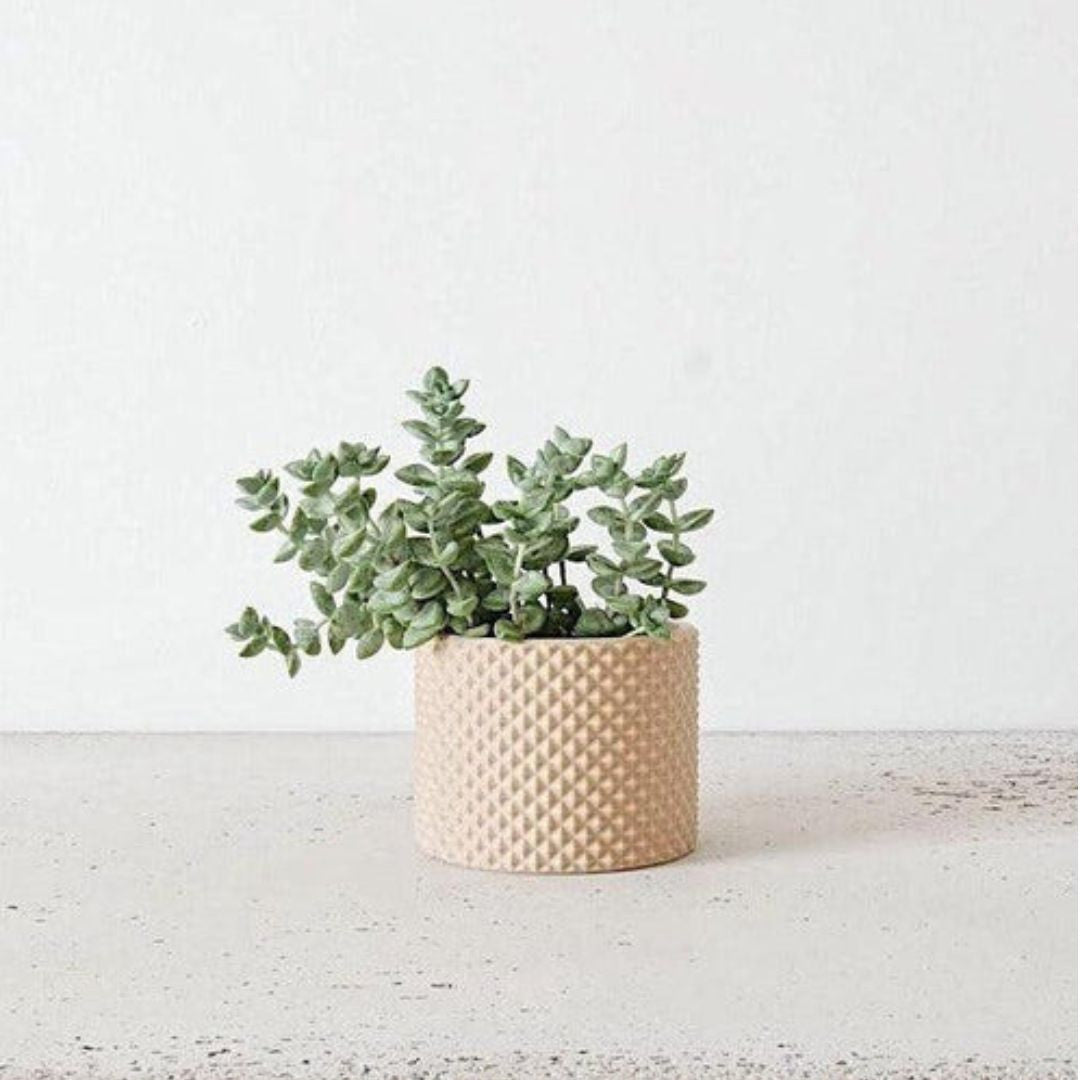 Cache-pot PIKO