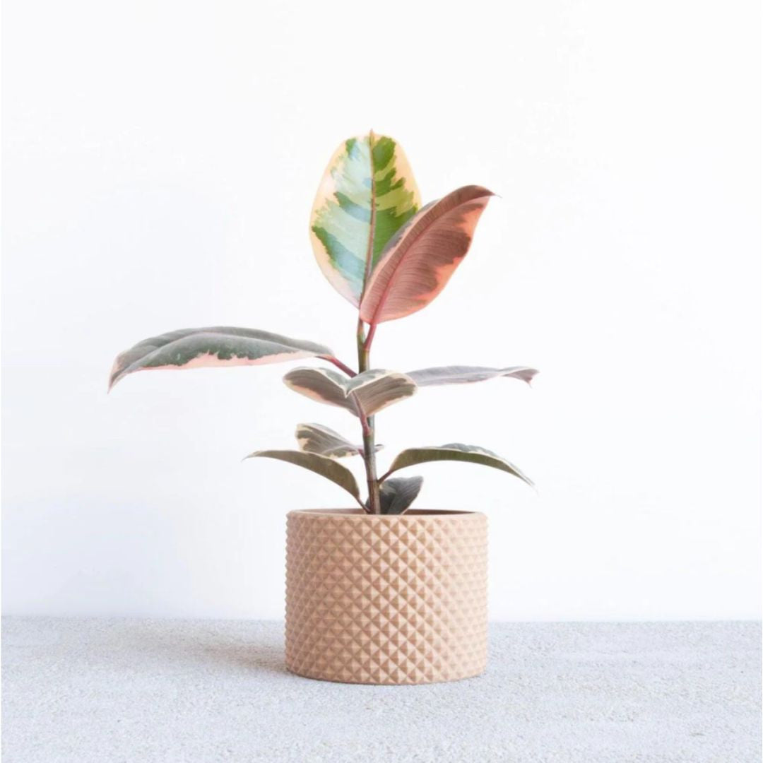 Cache-pot PIKO