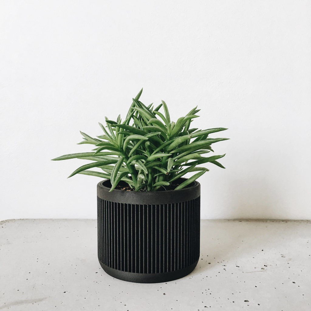 Cache pot design pour plantes vertes