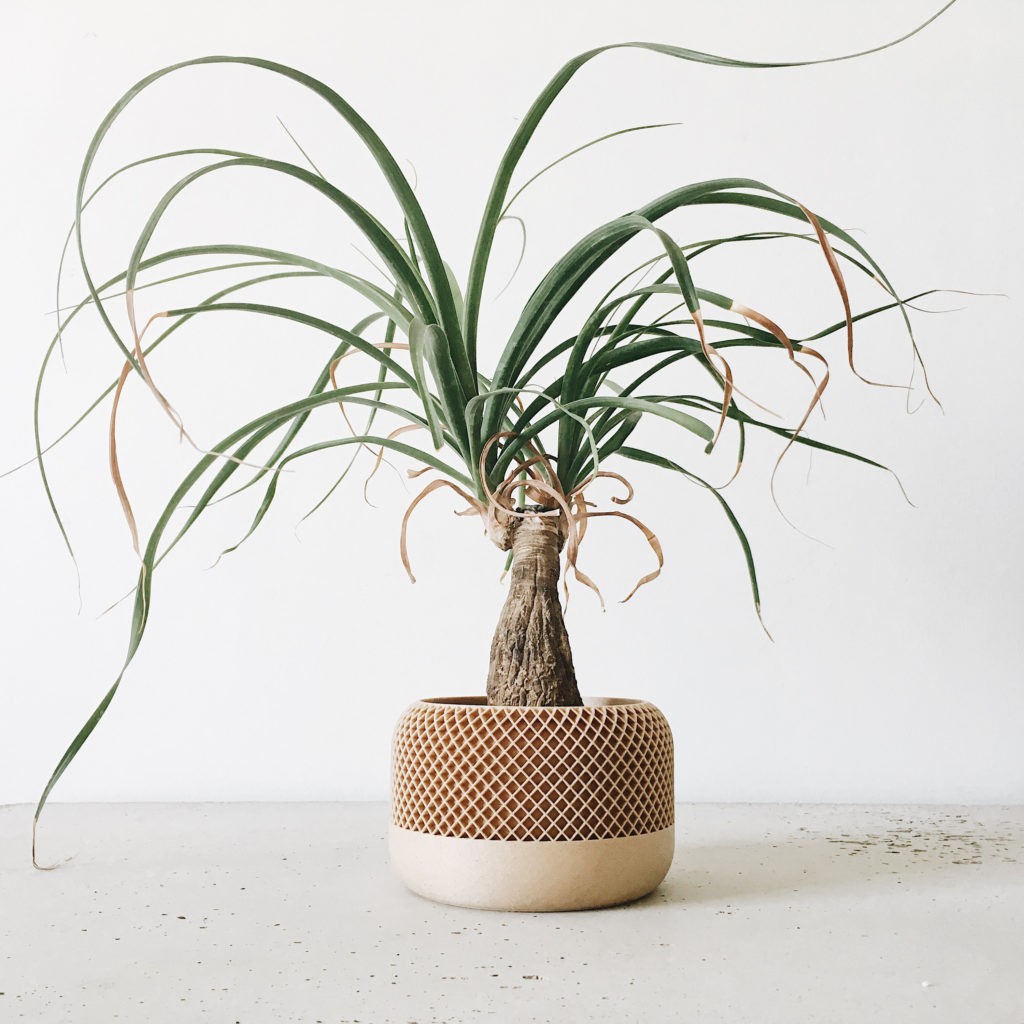 Cache pot design pour plantes vertes