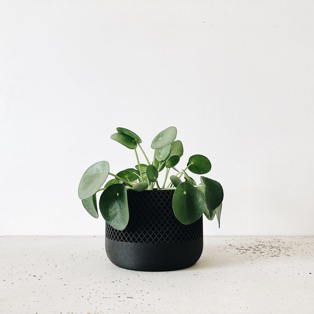 Pot pour plante d&