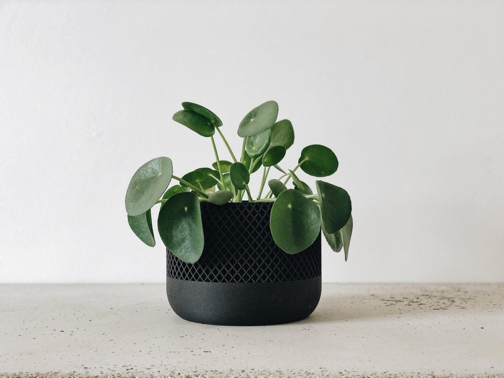 Cache pot noir design pour plantes vertes