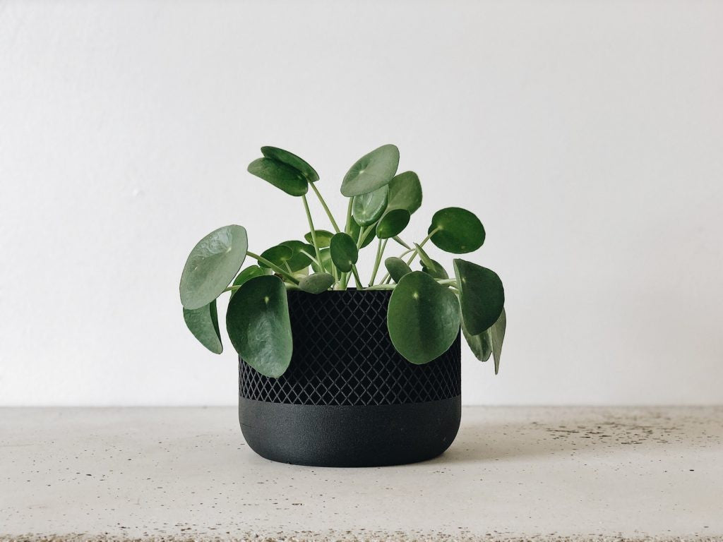 Superbe pot design plante d&