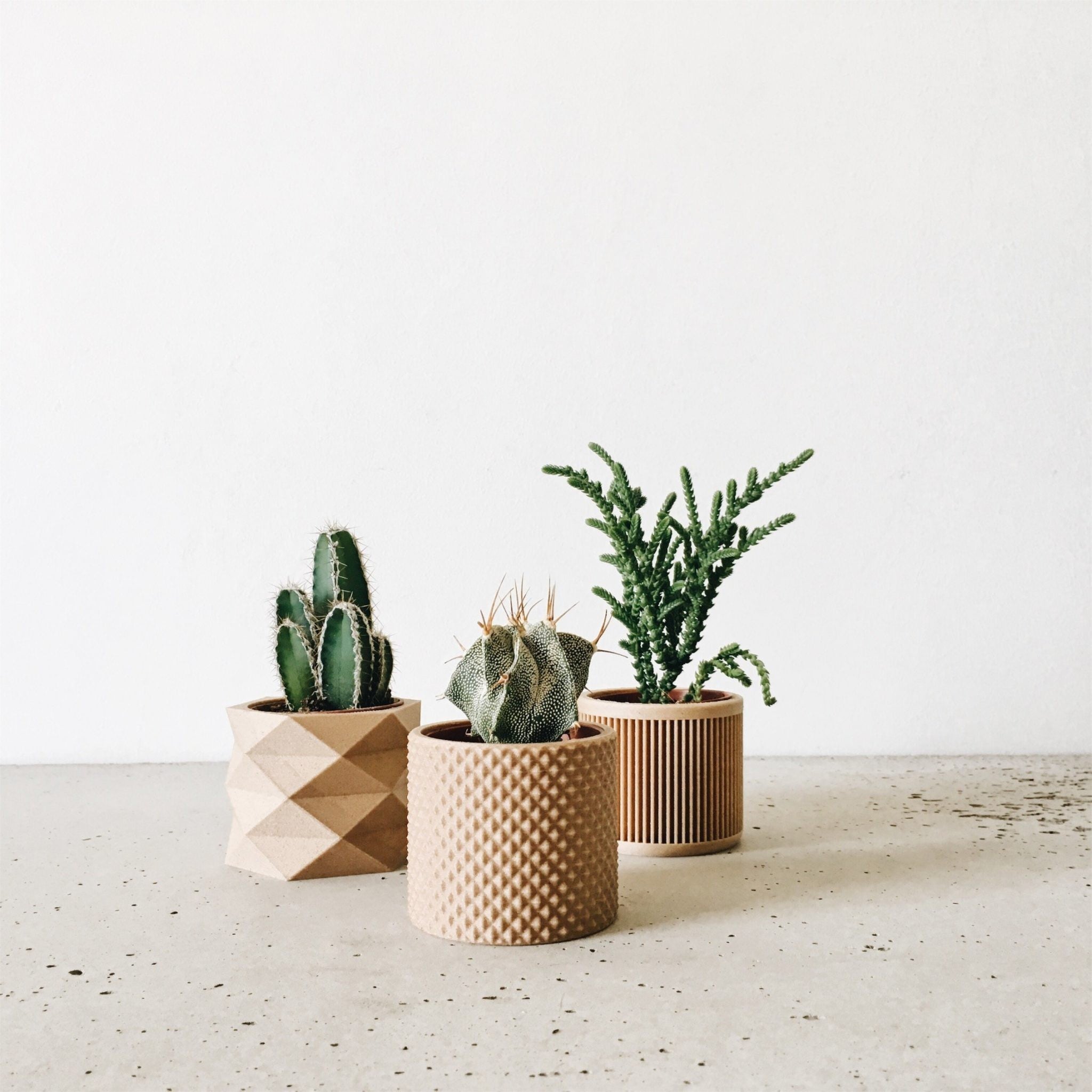 Set de 3 pots petite plante verte et captus