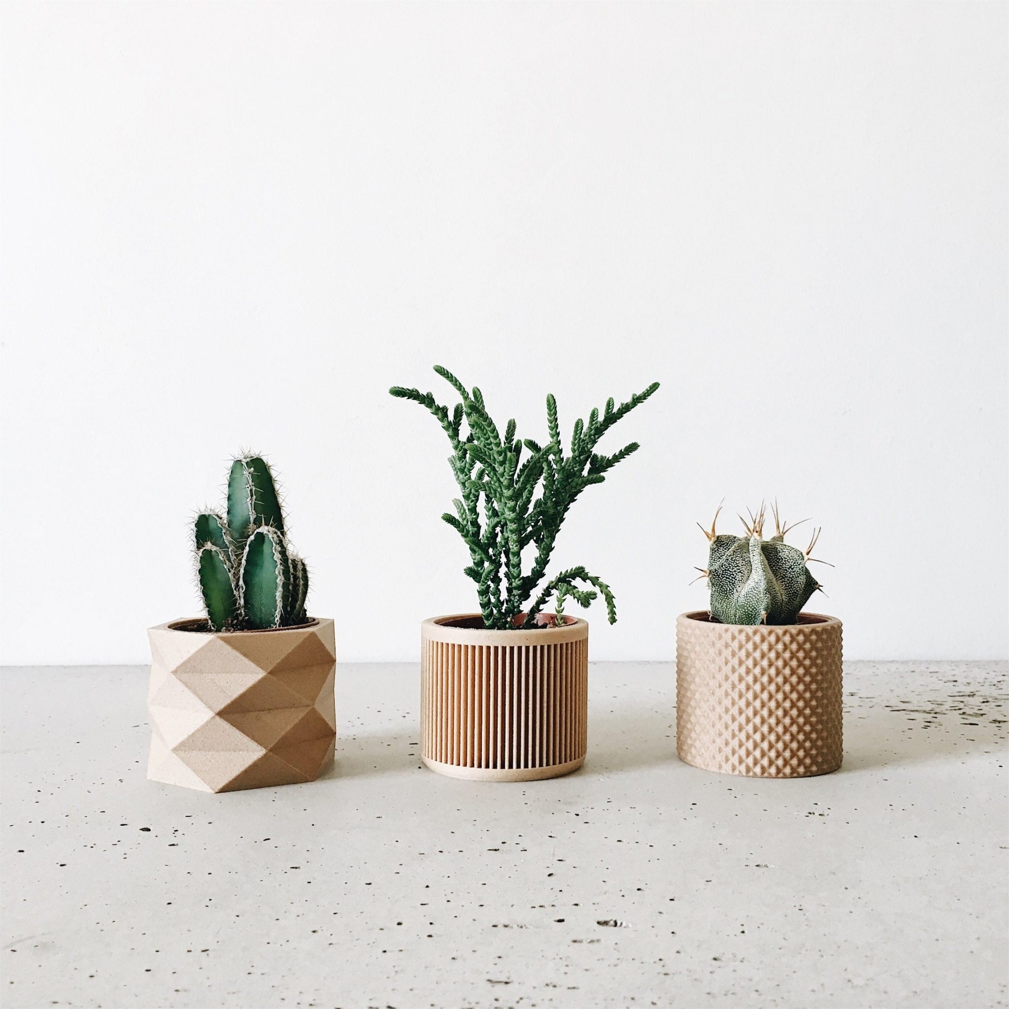 Set de 3 pots plante verte et captus