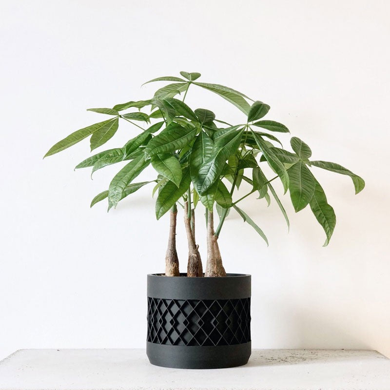 pot pour plante interieur Pot pour plantes Aztek Noir - MINIMUM DESIGN - Décoration et objets durables
