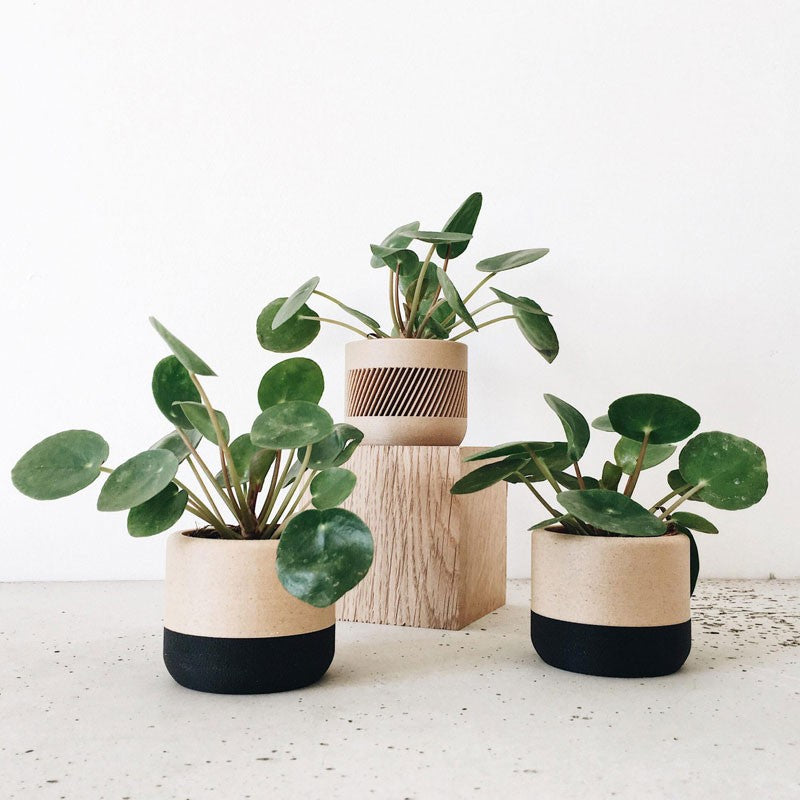 Jardinière d&