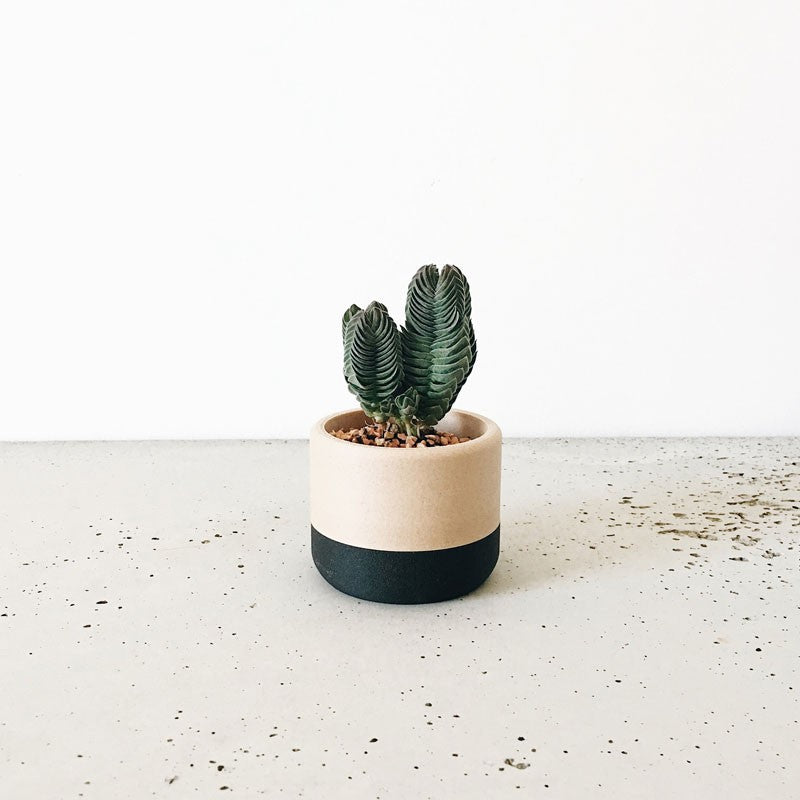Jardinière pour plante grasse Ecotool en bois recylé et bioplastique - Minimum design - Made in France