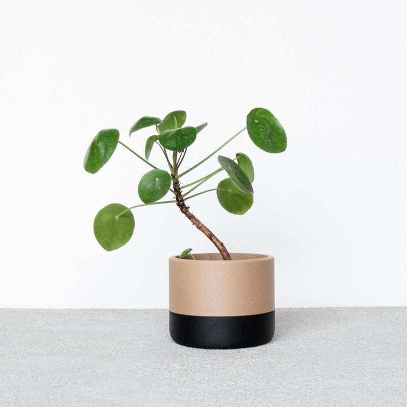Jardinière d&