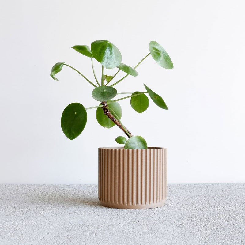 Jardinière d&