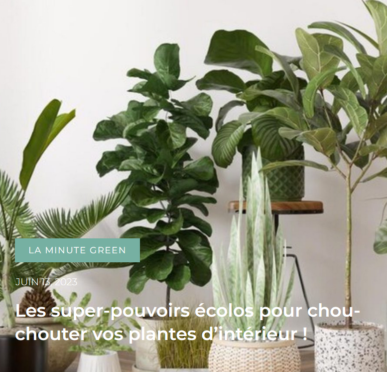 Greenable-les-bienfaits-des-plantes-interieures