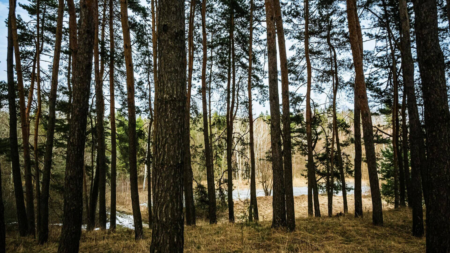 Plantation d'arbre pour toute commande passée - Tree for the future