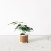 Pot plante d&