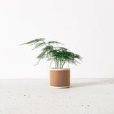 Petit pot plante d&