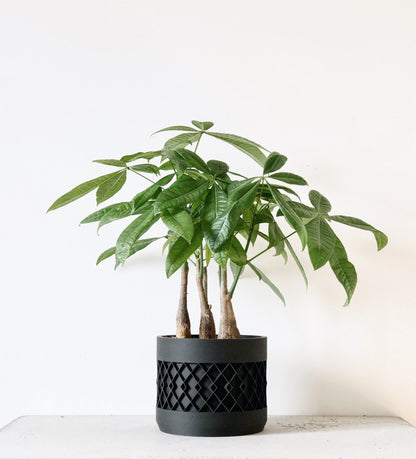 Cache pot noir design pour plantes vertes