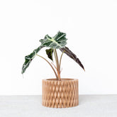 Jardinière d&