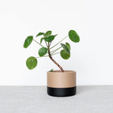Jardinière d&