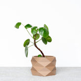 Jardinière en bois naturel Diamant pour plante grasse en bois recylé et bioplastique - Made in France