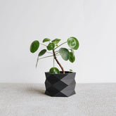 Jardinière noire en bois pour plante grasse Diamant en bois recylé et bioplastique - Minimum design - Made in France